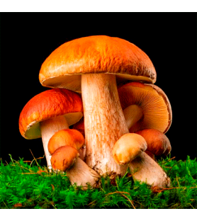 Porcino Mushroom 3VC Natural flavour Oilsoluble